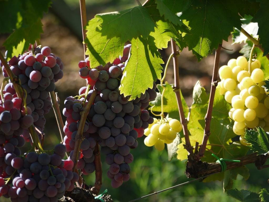Azienda Agricola Polveraia San Gimignano Bagian luar foto