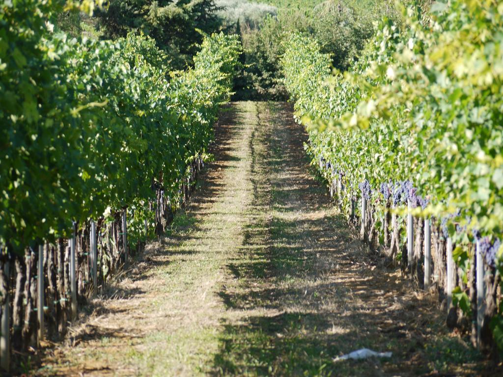Azienda Agricola Polveraia San Gimignano Bagian luar foto